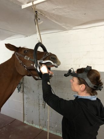 Tierarzt für Pferde - die mobile Pferde-Praxis 10 Britta Lohmann Zahnbehandlung