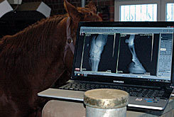 Tierarzt für Pferde - die mobile Pferde-Praxis gynaekologie01