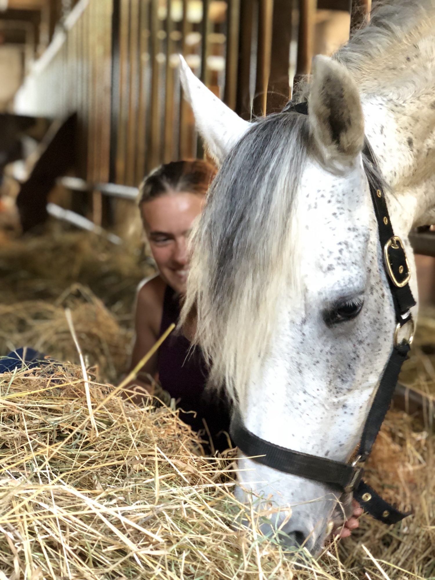 Tierarzt für Pferde - die mobile Pferde-Praxis Lunge Bild 1